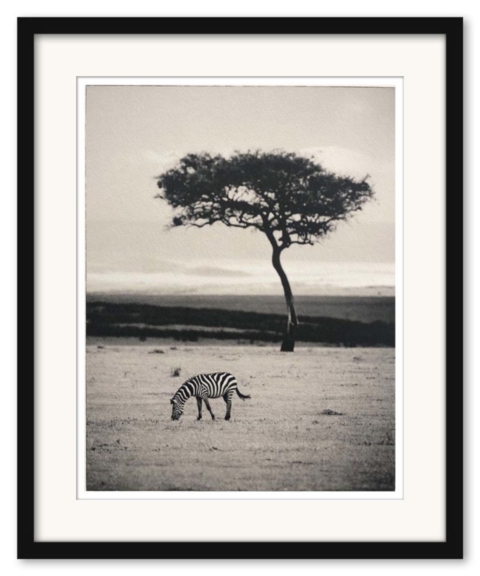 Sem Larsen - Savanna I/Zebra - Bild 3